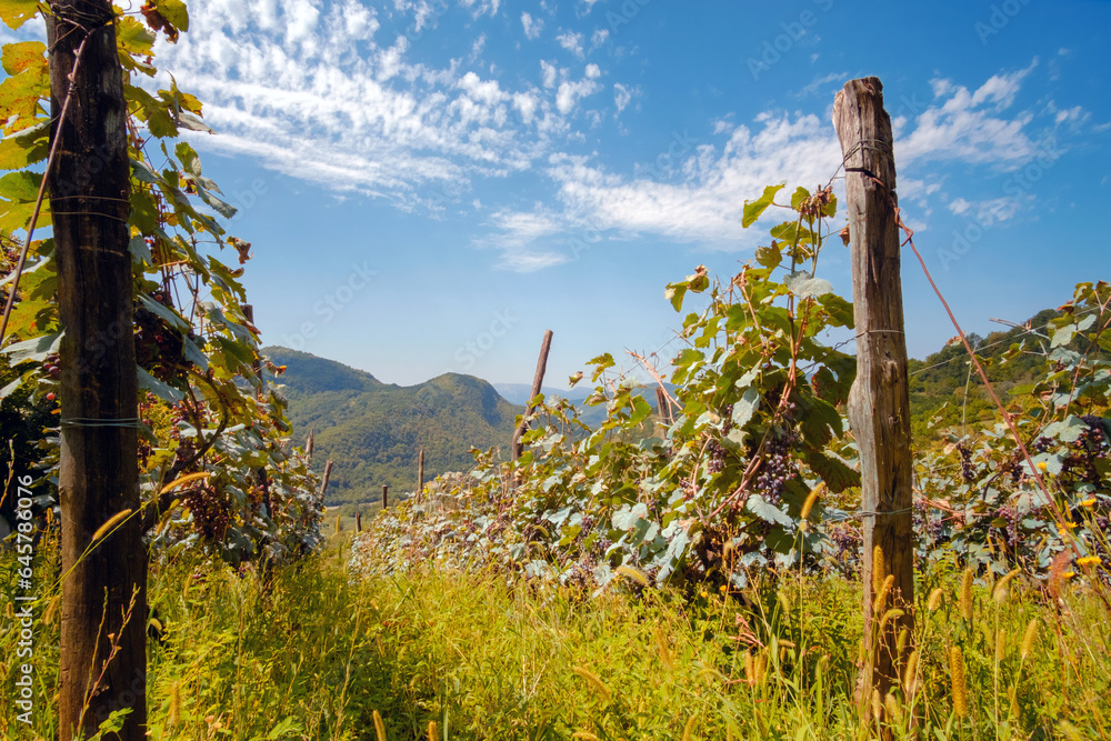 Vineyard, rows of vine at highland Georgian region Racha