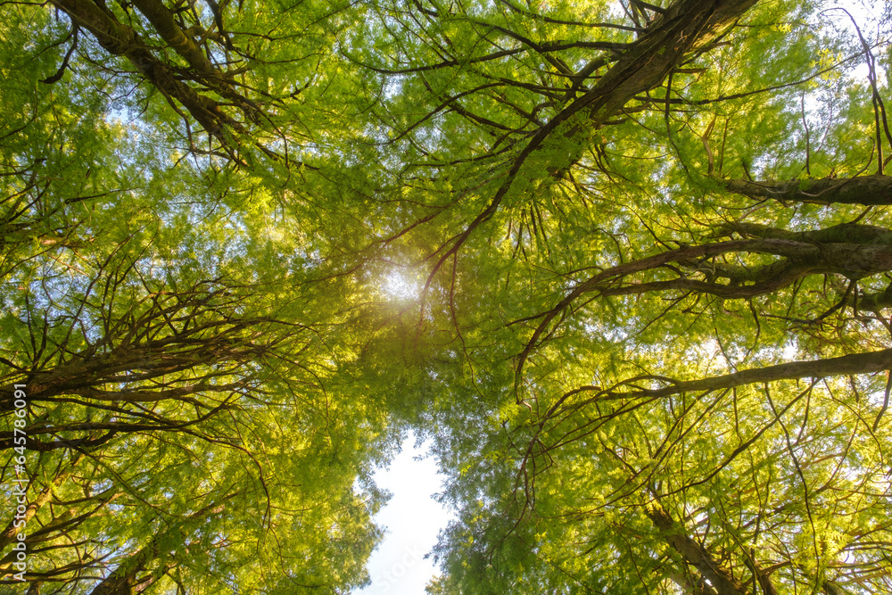 Fototapeta premium Up from the bottom view of the tops of trees with green foliage, the top of forest trees among which the rays of the sun break through