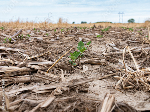 Soybeans growing in cereal rye and corn residue, regenerative agriculture