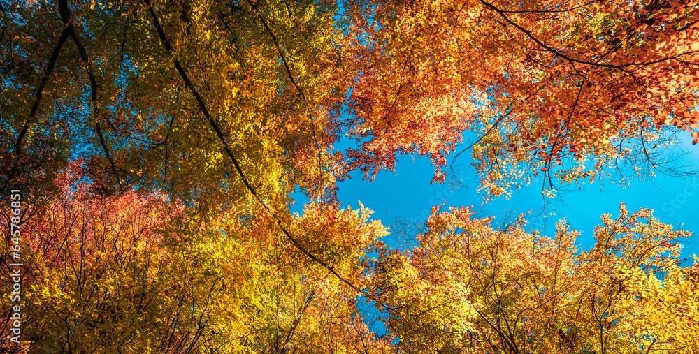 Panoramic autumn yellow orange leaves on blue sky. Golden autumn concept. Sunny day, warm weather. Autumn tranquil landscape. Autumnal serene scenic view tree leaves sky background. Beautiful nature