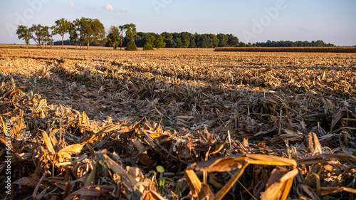Canvas Print Corn residue after harvest