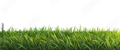Natural Fresh Green Grass. Front view. Isolated on Transparent background.