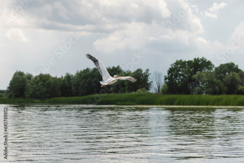 A graceful white bird in flight over a peaceful body of water Danube Delta wild life birds