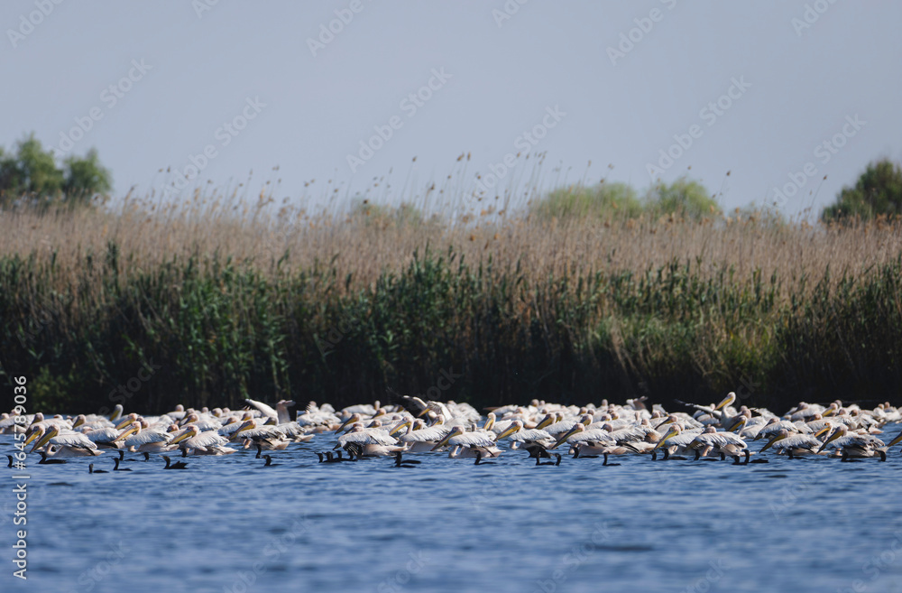 A majestic flock of birds soaring over the serene waters of the Danube Delta Danube Delta wild life birds