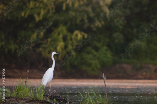A graceful white bird standing in the tranquil waters of the Danube Delta Danube Delta wild life birds