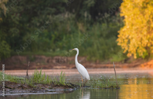 A graceful white bird standing in the tranquil waters of the Danube Delta Danube Delta wild life birds © Damian