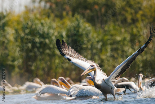 A majestic flock of pelicans gracefully gliding on the water with the backdrop of serene trees Danube Delta wild life birds