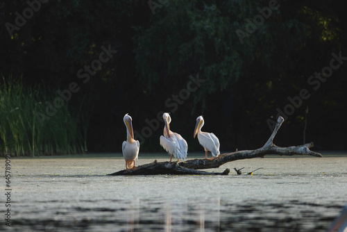 Three pelicans perched on a log in the scenic Danube Delta Danube Delta wild life birds