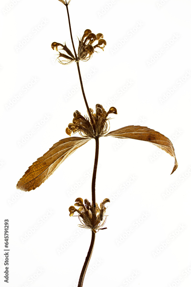 Obraz premium Dried specimen of sage