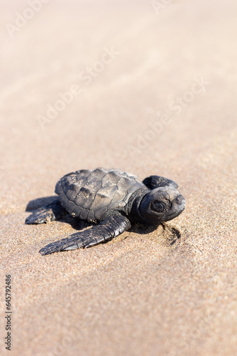 Tortuga Golfina sobreviviente en la arena de la playa © bladiavila