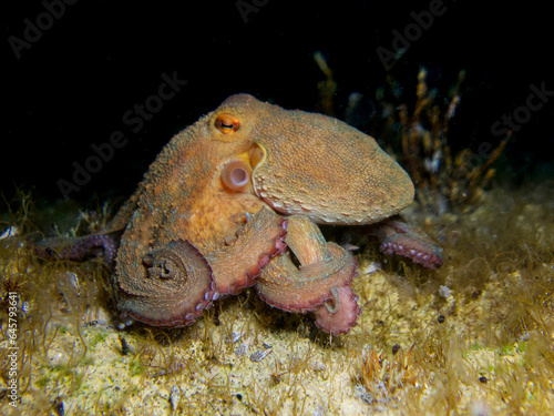 Common octopus at night photo