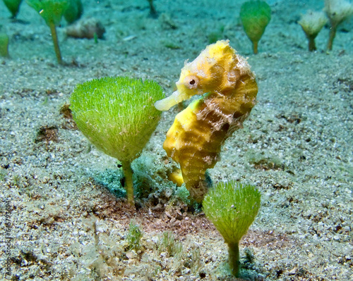 Yellow seahorse attached to a marine plant photo