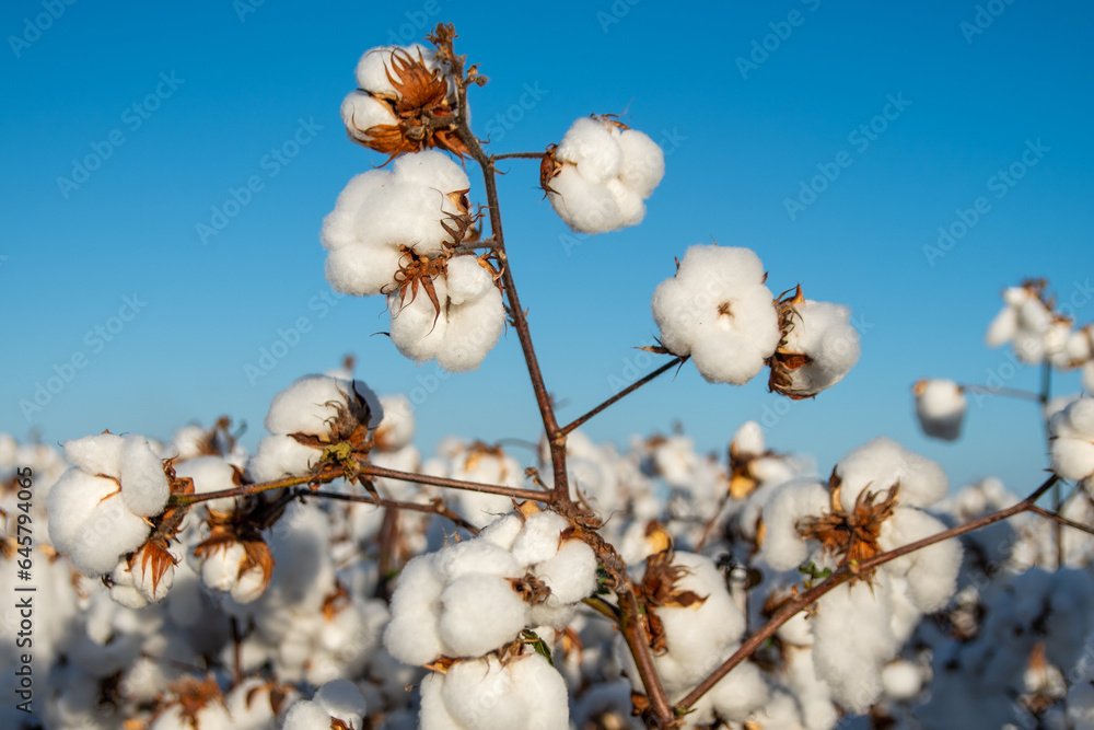 cotton farm with open plumes for harvesting cotton farm with open plumes for harvesting