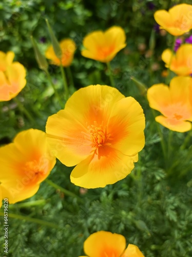 Californian Poppy - Eschscholzia californica