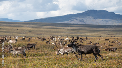 reindeer grazing in the foothills of the Urals in summer