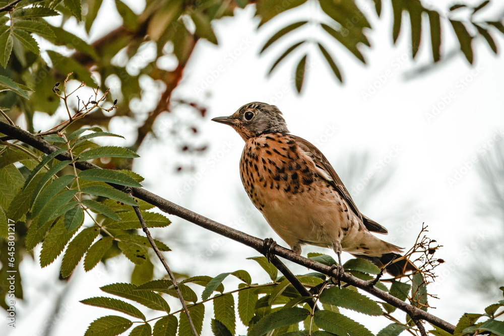 Fototapeta premium A young fieldfare sits on the branch of Sorbus tree and looks for berries. Close-up portrait of a young fieldfare. 