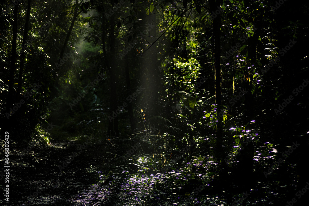 Fototapeta premium Rainforest in Siquirres, Guápiles, Costa Rica.