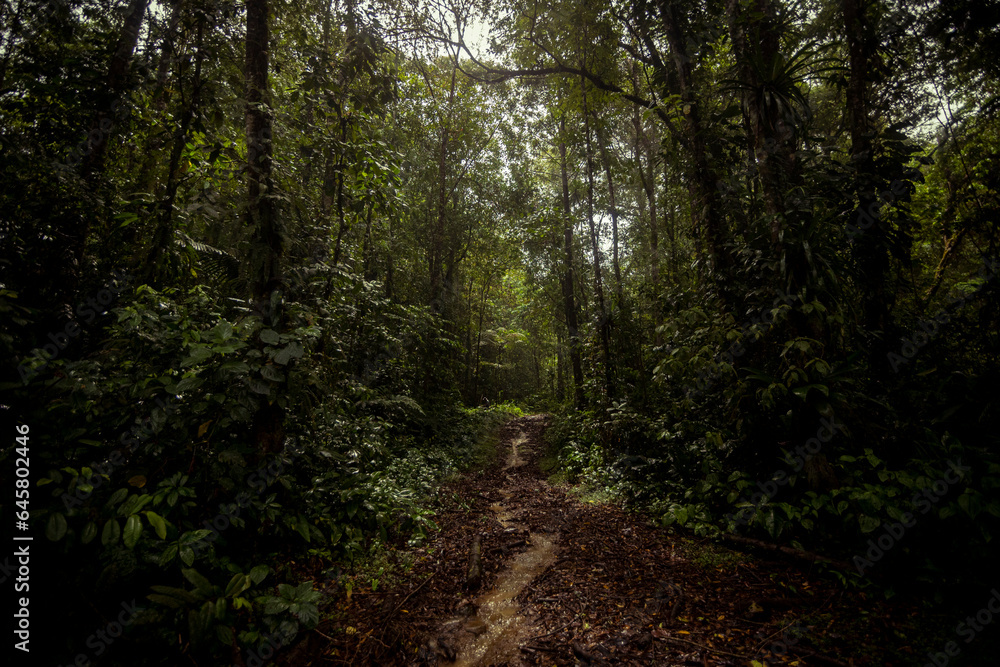 Fototapeta premium Rainforest in Siquirres, Guápiles, Costa Rica.