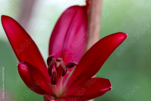 Maroon Easter Lily 01