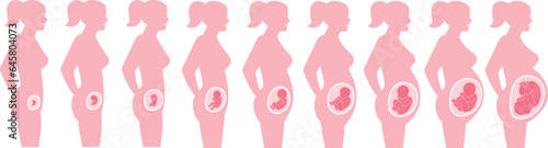 Pregnancy stages. Child body development. Fetus growth