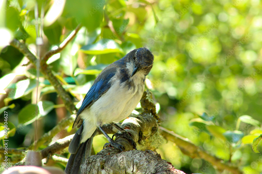 Obraz premium Scrub Jay Pear Tree 07