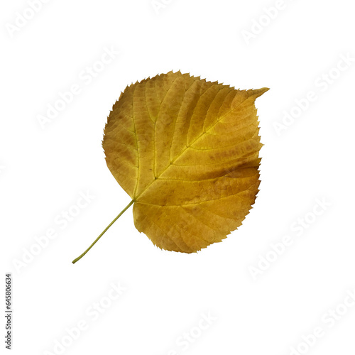Bright yellow linden leaf, cutout object, isolated element for decor, design ideas, seasonal fall colorful mood, soft focus and clipping path