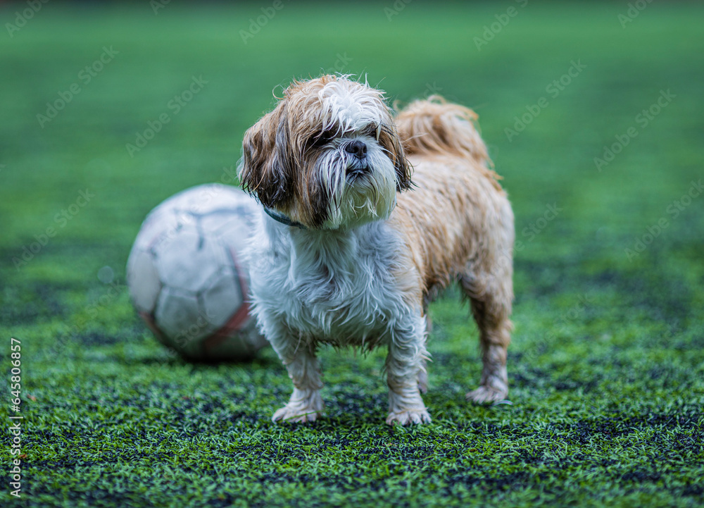shih tzu dog with a soccer ball
