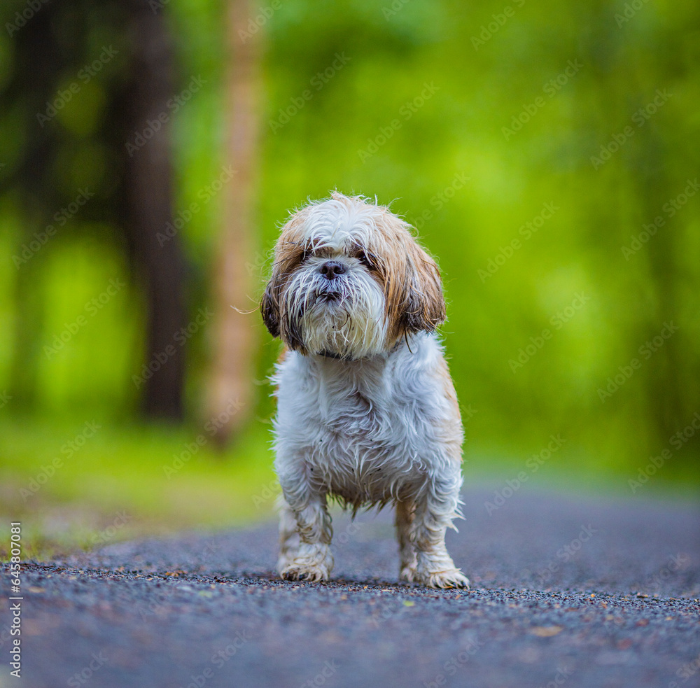 shih tzu dog walks in the park