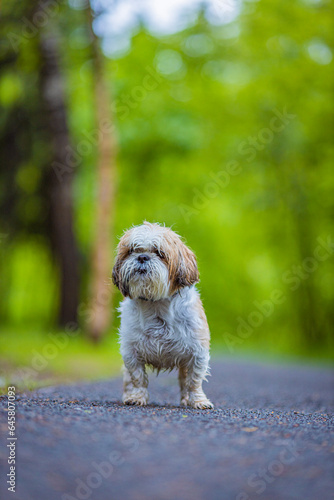 shih tzu dog walks in the park