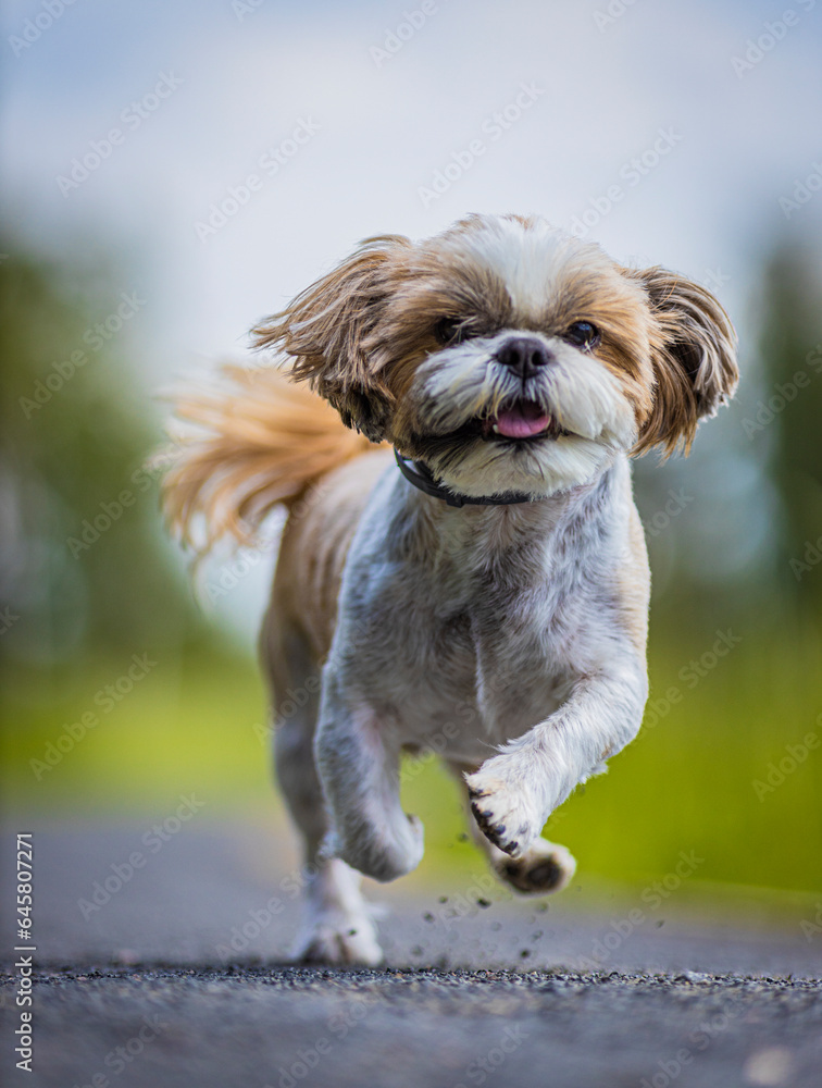 shih tzu dog runs in the park