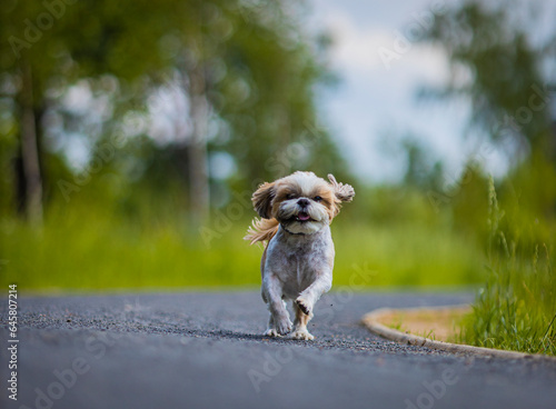 shih tzu dog runs in the park