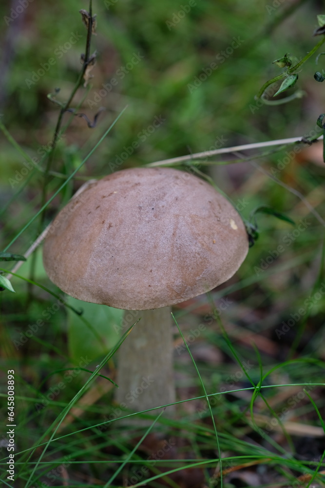 mushroom in the forest mushroom in the forest