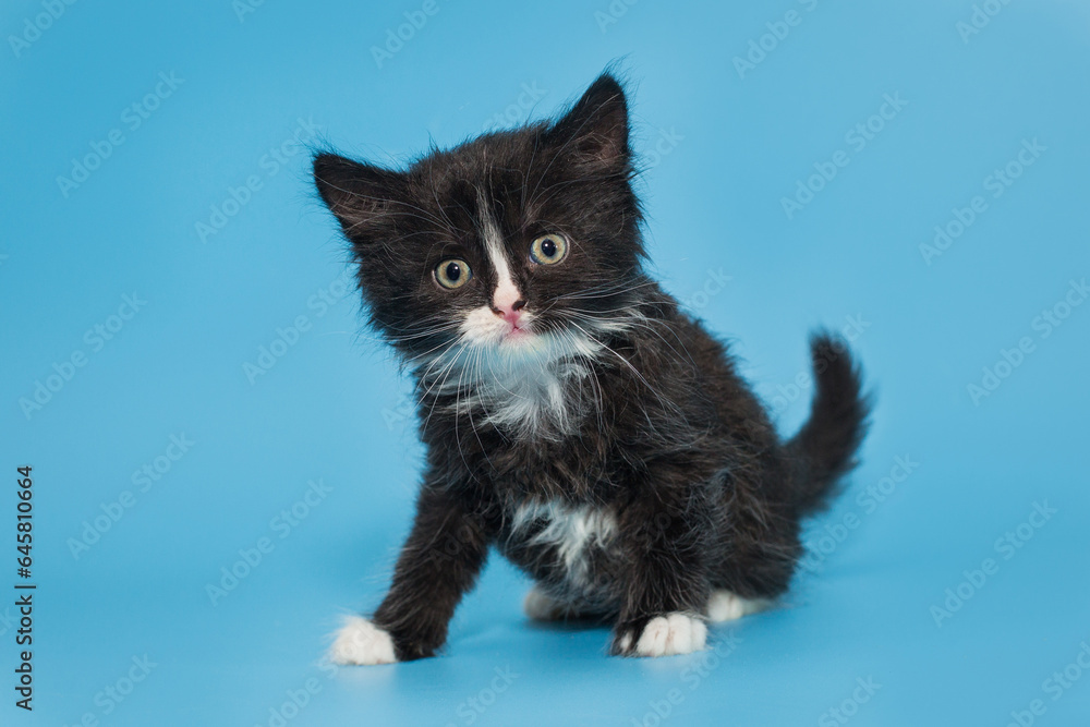 Black mongrel kitten with a white breast and paws on a blue background. Black mongrel kitten with a white breast and paws on a blue background.