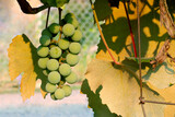 Green Grapes with Leaf 03