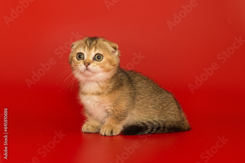 Short-legged, Scottish fold kitten photo