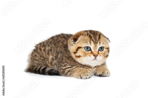 Wallpaper Mural Small and serious Scottish fold kitten Torontodigital.ca