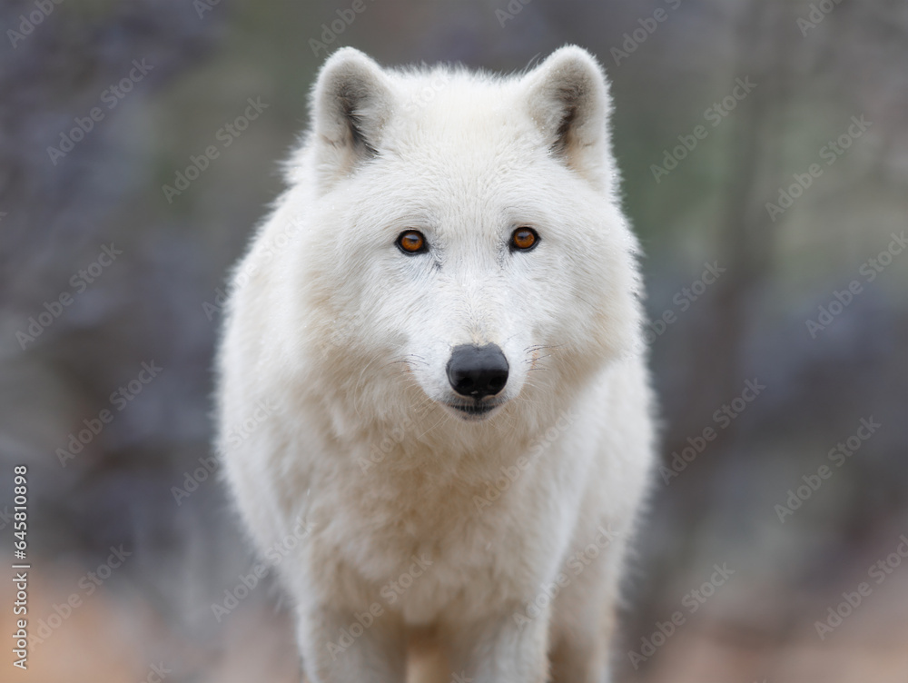 portrait polar wolf on a blurred background portrait polar wolf on a blurred background