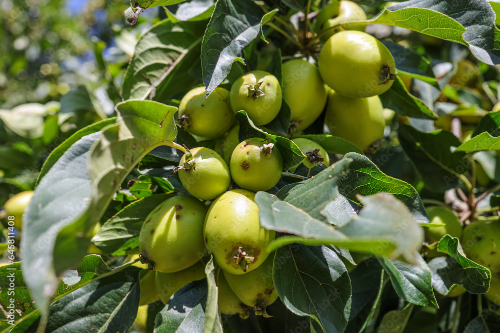 Malus sylvestris, the European crab apple, is a species of the genus Malus, native to Europe. Its scientific name means Malus sylvestris, the European crab apple, is a species of the genus Malus, native to Europe. Its scientific name means