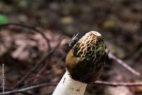 Green fly on Phallus impudicus known as common stinkhorn mushroom in the forest
