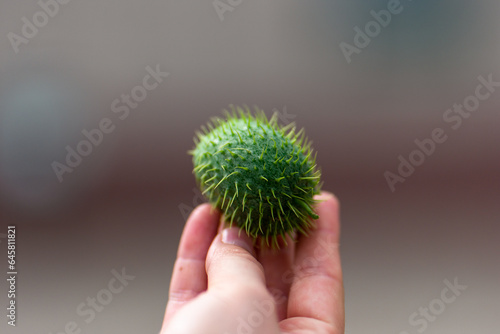 green spiky Ecballium elaterium in hand