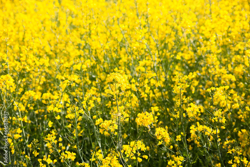 Agricultural landscape of rapeseed field. Industrial production of rapeseed. Background in the form of blooming yellow rapeseed, rural background, natural background. © наталья саксонова