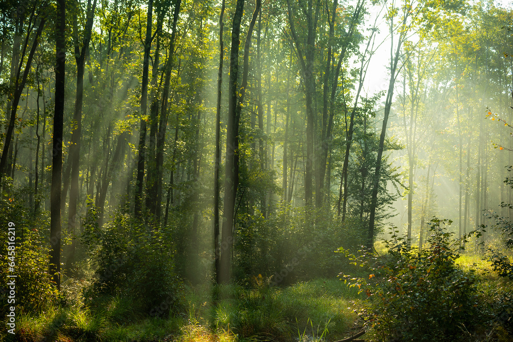 Naklejka premium coniferous forest early in the morning, the sun's rays filtering through the branches and fog. Green ferns saturated and many other plants.