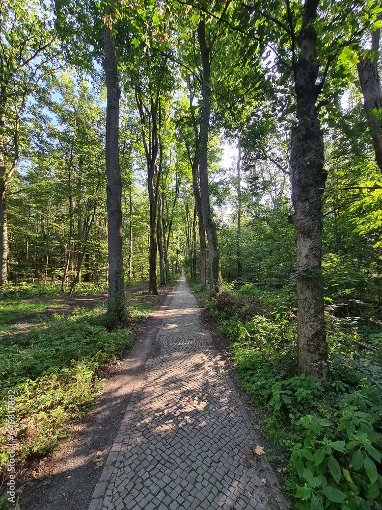 Fototapeta premium sidewalk path in Berlin Rahnsdorf