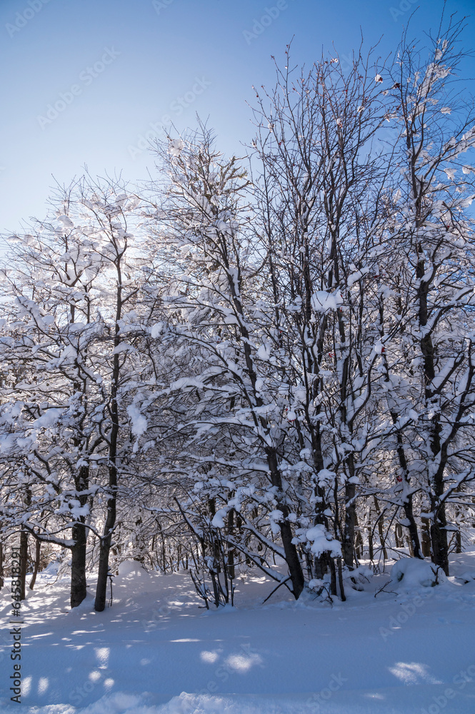 Hermosísima imagen del bosque nevado en Bariloche, Argentina. Hermosísima imagen del bosque nevado en Bariloche, Argentina.