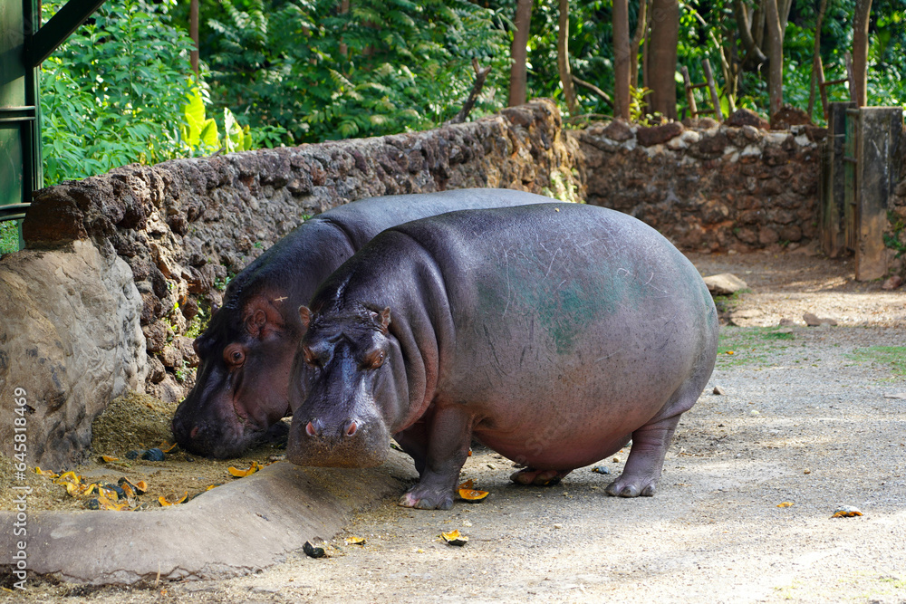Hippopotamuses eating pumpkins in the Goiania Zoological Park, Brazil Hippopotamuses eating pumpkins in the Goiania Zoological Park, Brazil