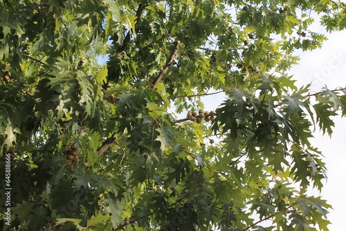 Oak acorns on a branch