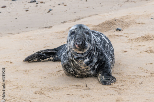 Grey seal, Halichoerus grypus, resting on sand beach, UK