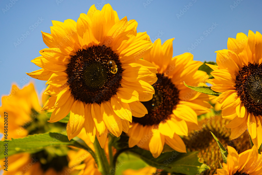 Fototapeta premium sunflowers in the field