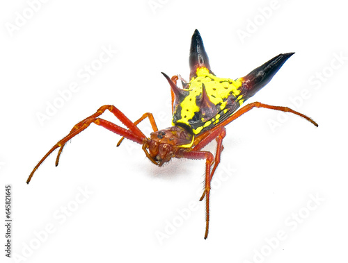 arrow shaped micrathena orbweaver or orb weaver spider - Micrathena sagittata - yellow, red and black patterning and two large sharp triangular tubercles isolated on white background top front view photo