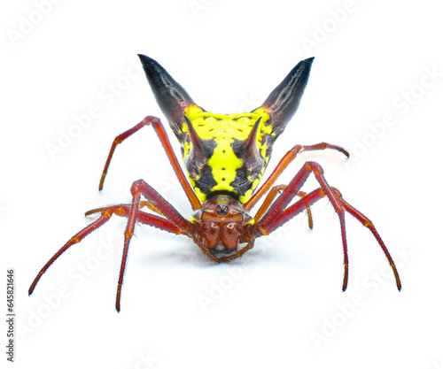 arrow shaped micrathena orbweaver or orb weaver spider - Micrathena sagittata - yellow, red and black patterning and two large sharp triangular tubercles isolated on white background front face view